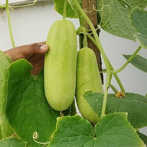 Brinjal Seeds