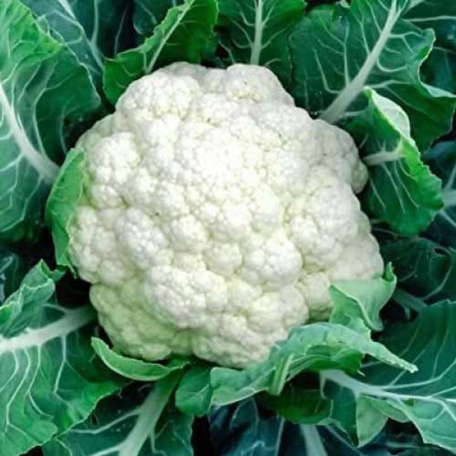 Cauliflower Seeds